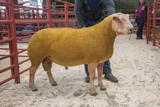 Lot 2 sold for £750 from Radley Pedigree Livestock